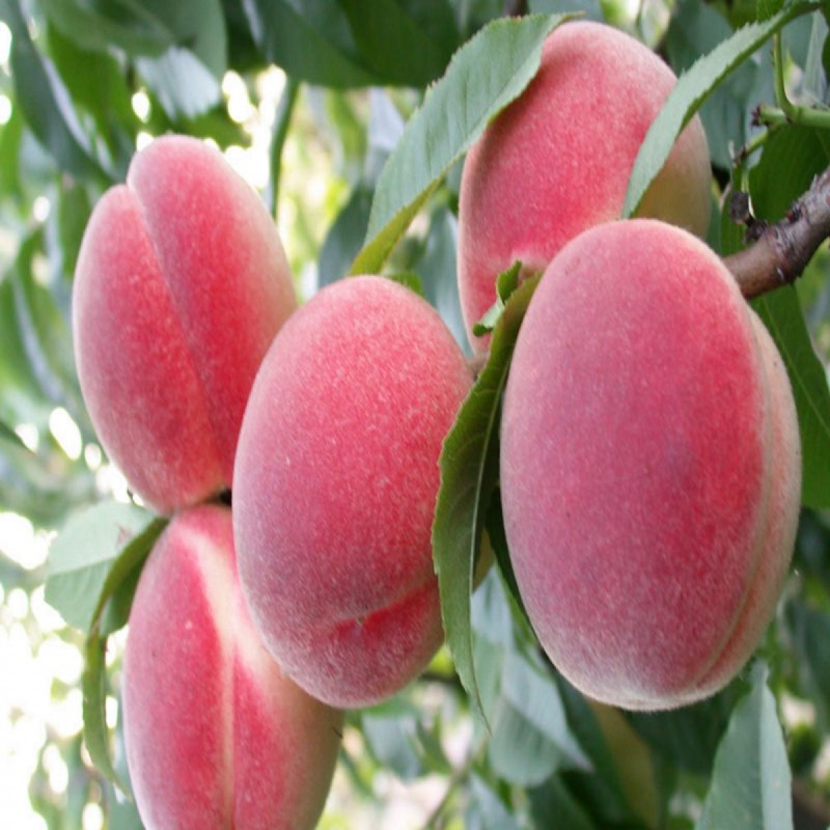 Колоновидный персик фото