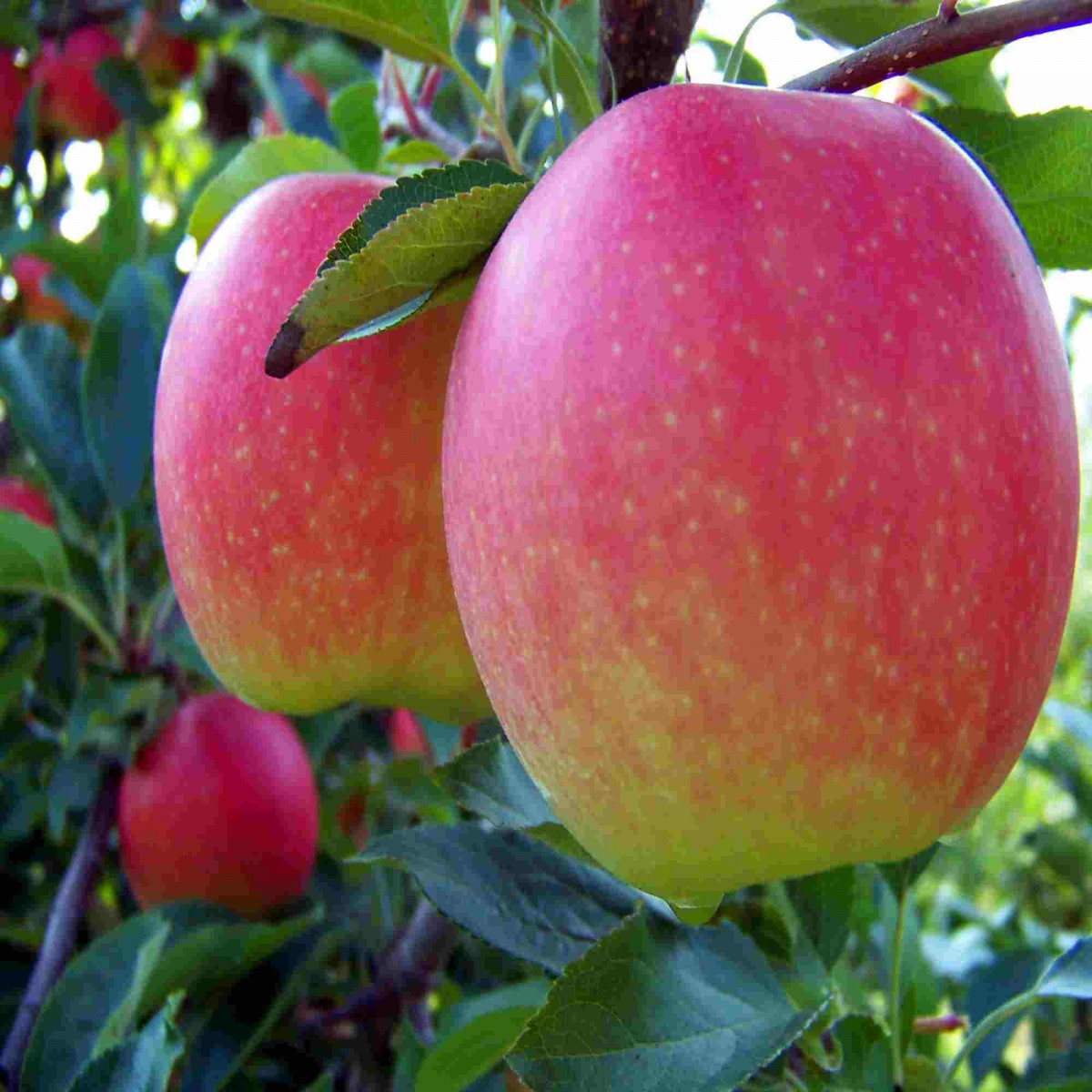 Яблоки гала фото и описание сорта