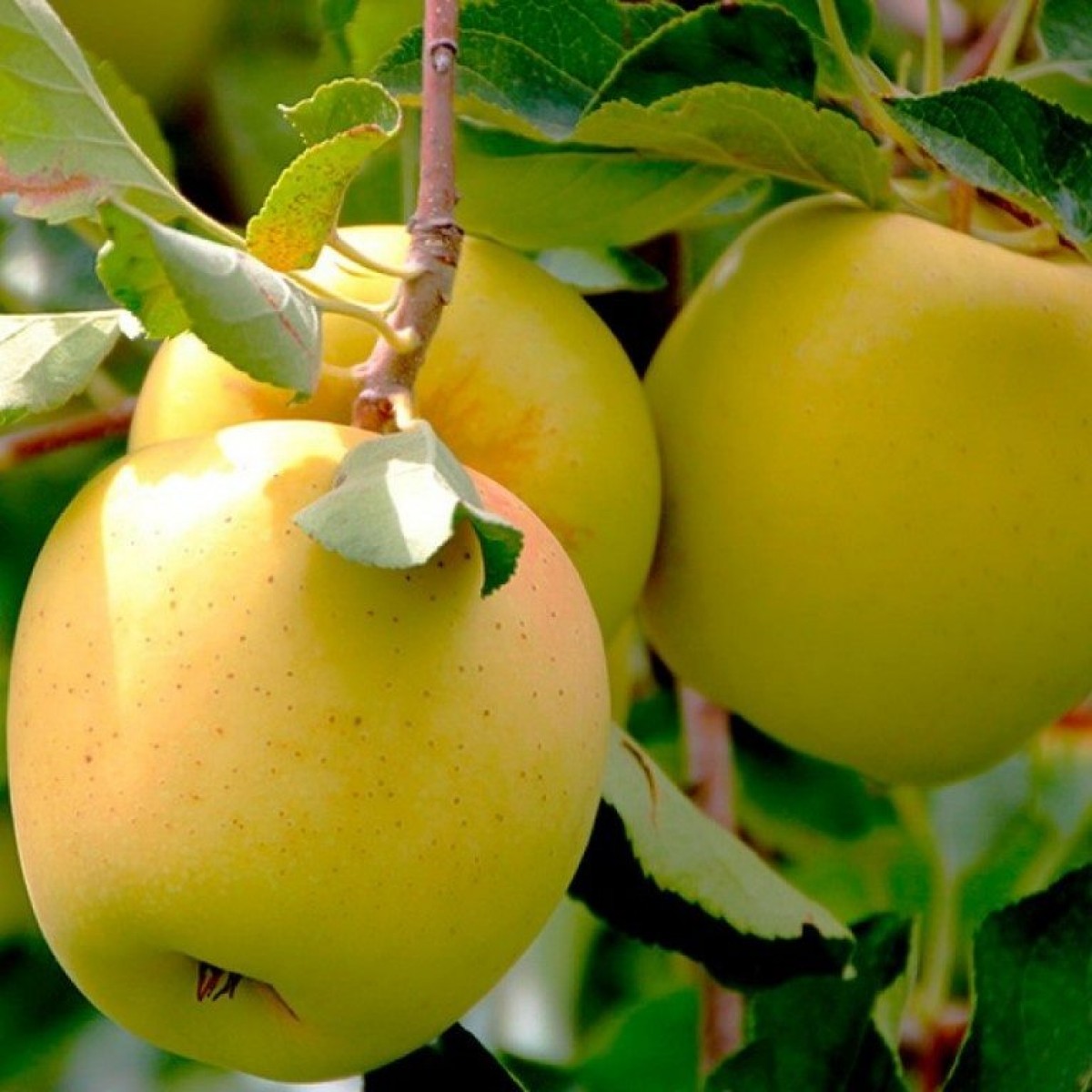 сорта яблонь с желтыми плодами