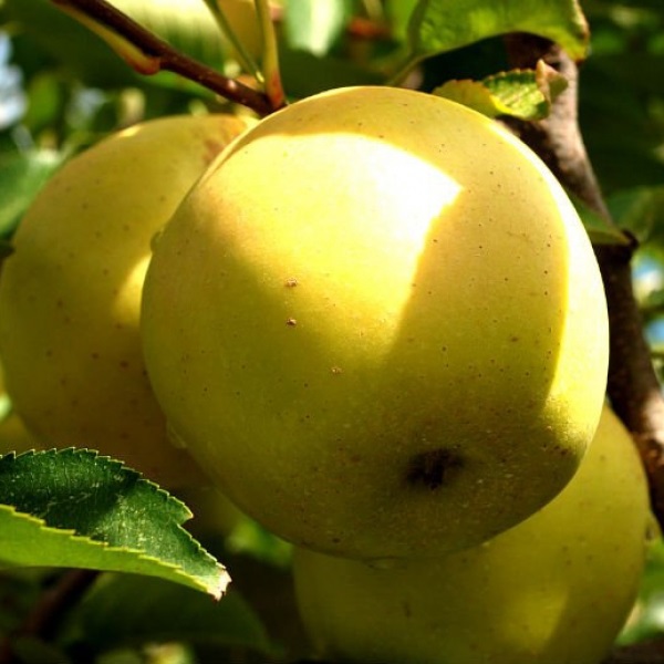 Яблоки лимонка фото