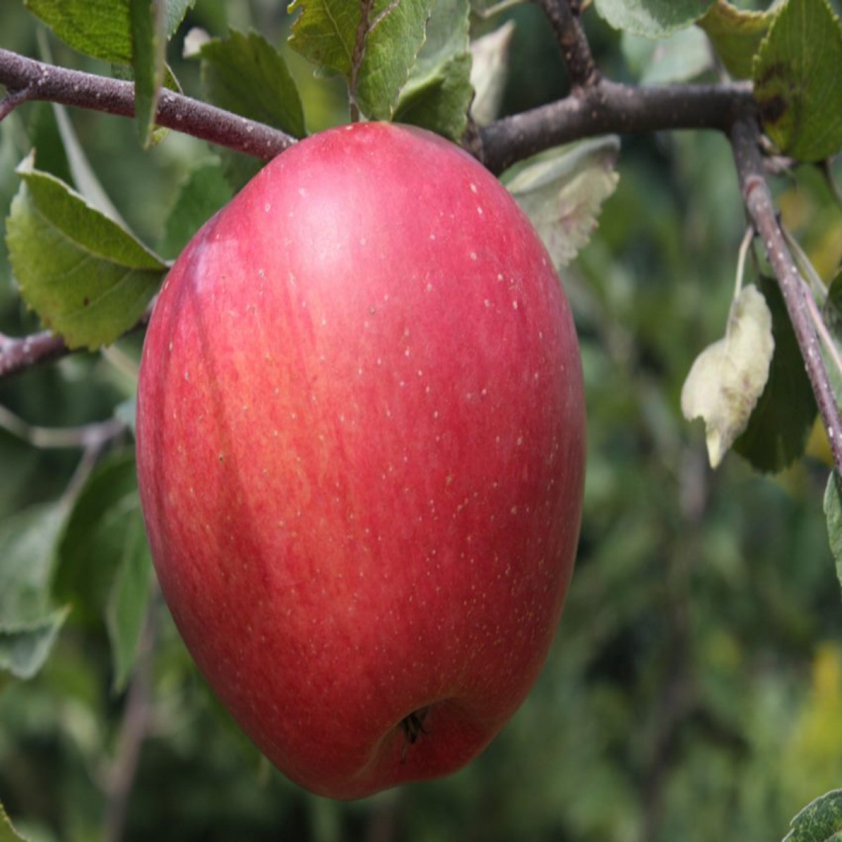 Плоды яблони моди