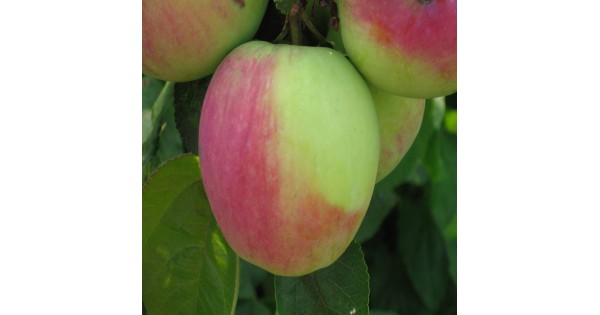 яблоки овальной формы
