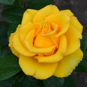 Роза Чайно-гибридная "Керио"