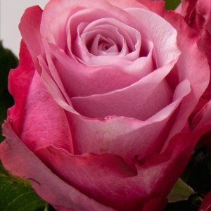 Роза Чайно-гибридная "Пандора"