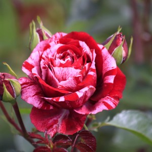 Роза Чайно-гибридная "Ред интуишн плюс"