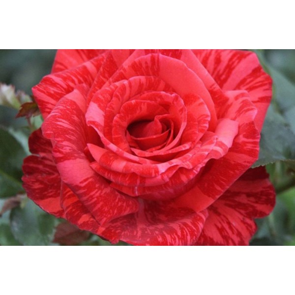 Роза Чайно-гибридная "Ред интуишн"