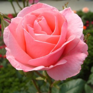 Роза Чайно-гибридная "Визит"